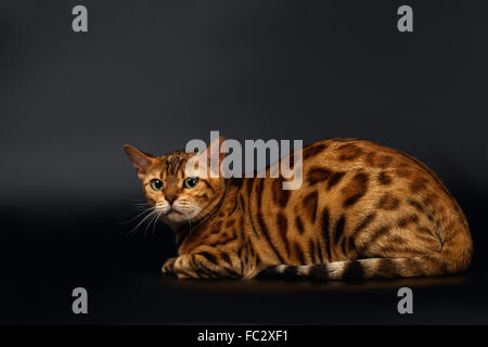 Gatto bengala ruotato indietro su nero Foto Stock