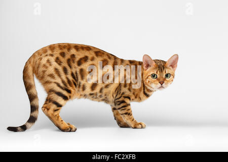 Accovacciato Gatto bengala su sfondo bianco Foto Stock