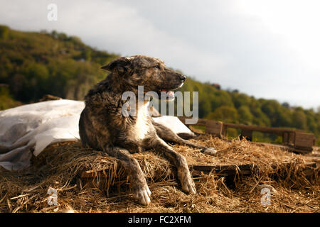 Razza cane si trova all'aperto sulla montagna Foto Stock