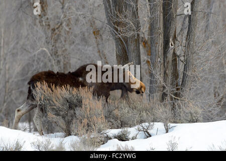 Alci (Alces alces) rovistando nella neve con alberi di pioppi neri americani, il Parco Nazionale del Grand Teton, Wyoming Foto Stock