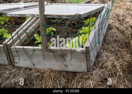 Insalata in organico telaio a freddo Foto Stock