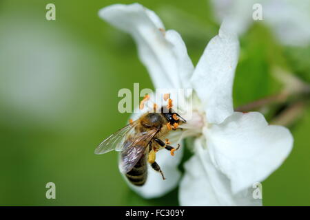 Bee e albero della mela Foto Stock