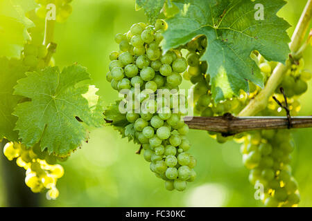 L'uva (Vitis vinifera) Foto Stock