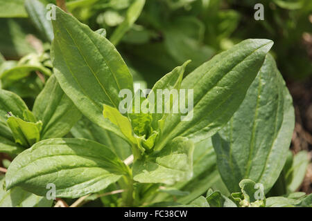 Saponaria Foto Stock