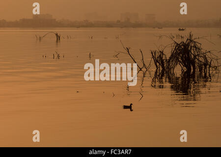 Tramonto Dorato a Ana Sagar lago in Ajmer, India con sagome di alberi e fisherman. Foto Stock