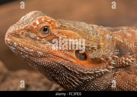 Drago barbuto: Pogona sp. Foto Stock