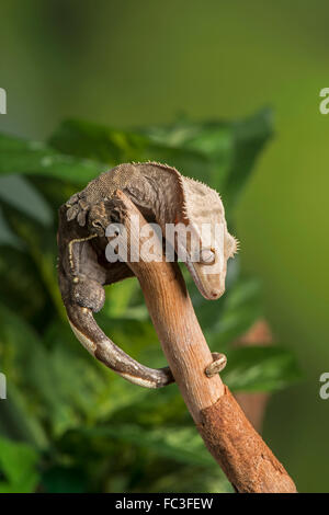 Crested Gecko (Nuovo Caledonian Crested Gecko Guichenot gigante o Gecko Gecko di ciglia): Correlophus ciliatus. Controllato, Foto Stock