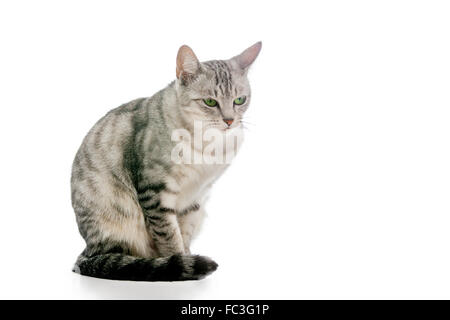 Gatto grigio isolato su bianco Foto Stock