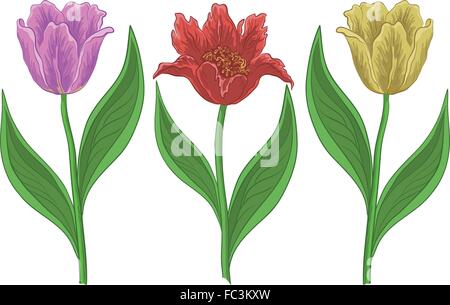 Fiori tulipani su un marrone chiaro Illustrazione Vettoriale