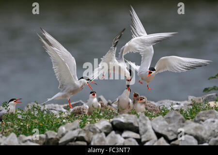 Comuni Terns / Flussseeschwalben ( Sterna hirundo ) allevamento su una piattaforma artificiale di nidi, nutrire i loro pulcini, tussle duro, fauna selvatica, Europa. Foto Stock