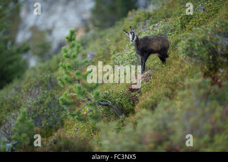 Il camoscio / Gaemse ( Rupicapra rupicapra ), giovani, sorge in una colorata tipica vegetazione alpina, Alpi Svizzere. Foto Stock