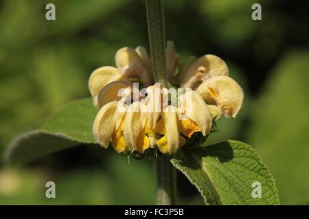 Gerusalemme salvia (Phlomis russeliana) Foto Stock