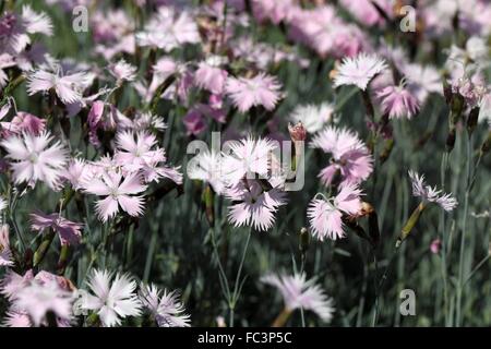 Il Cheddar rosa (Dianthus gratianopolitanus) Foto Stock