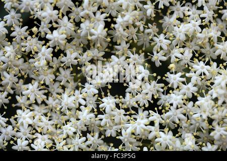 Fiori di sambuco Foto Stock