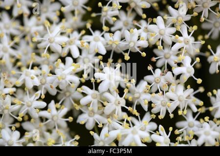 Fiori di sambuco Foto Stock