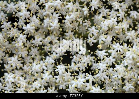 Fiori di sambuco Foto Stock