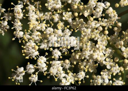 Fiori di sambuco Foto Stock