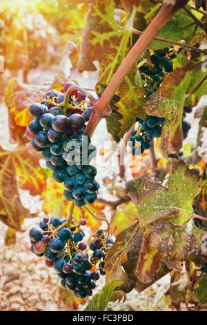 Grappolo di uva in vigna Foto Stock