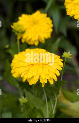 Rudbeckia lacinata 'Goldquelle' Fiori. Foto Stock