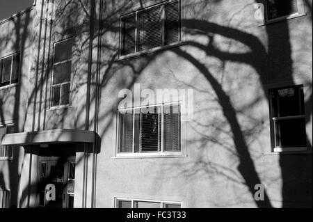 Tree ombra incombente sulla facciata di un palazzo di appartamenti Foto Stock