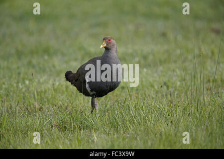 Nativo della Tasmania-hen, Tribonyx mortierii Foto Stock