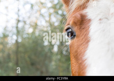 Primo piano dell'occhio e mezza faccia di un cavallo Foto Stock