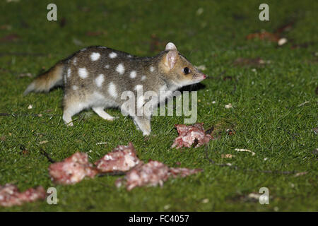 Quoll Orientali, Dasyurus viverrinus, un animale selvatico proveniente da esca in Tasmania Foto Stock