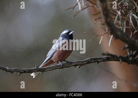 Bianco-browed Woodswallow, Artamus superciliosus Foto Stock