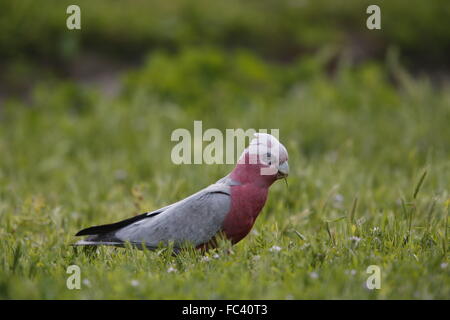 Galah, Eolophus roseicapilla, con la cresta rialzata Foto Stock