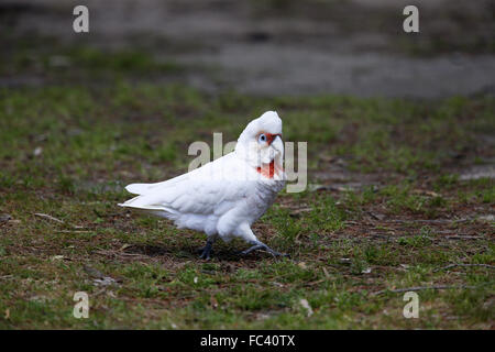 A lungo fatturati Corella, Cacatua tenuirostris Foto Stock