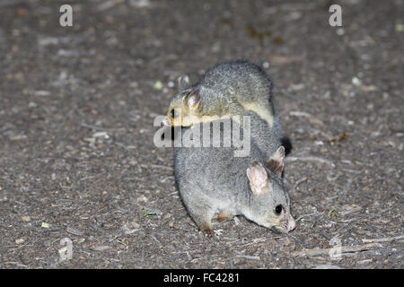 Common Brushtail Possum, Trichosurus volpetta, con giovani a cavallo sul retro Foto Stock