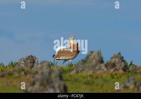 Grande (Bustard Otis tarda). La Serena. Extremadura. Spagna Foto Stock