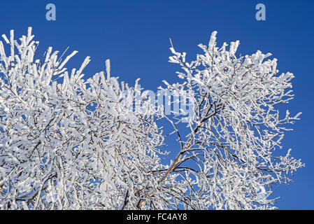 Ramoscelli e rami di roverella (betulla Betula pubescens) tree crown coperto di brina in inverno Foto Stock