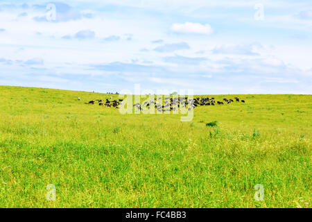 mucca pascola Foto Stock