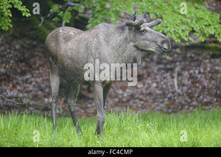 Moose Foto Stock