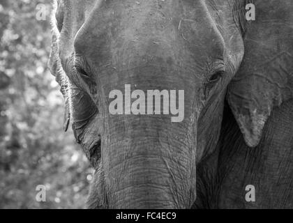 Una chiusura di un selvaggio elefante asiatico in Udawalawe parco nazionale, SriLanka Foto Stock