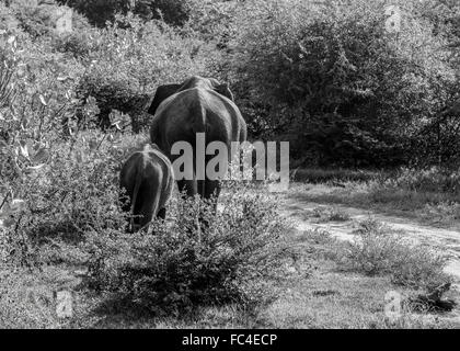 Wild elefante Asiatico passeggiate attraverso l'arbusto con i suoi giovani baby in Udawalawe, Sri Lanka Foto Stock