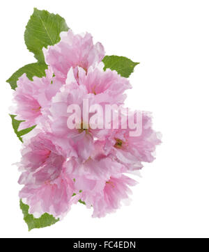 Fiore di Ciliegio acquerello Foto Stock
