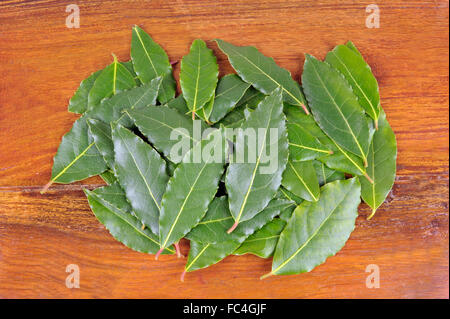 Raccolte fresche foglie di alloro, dal Laurus Nobilis o bacche di alloro albero. Foto Stock