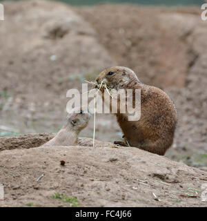 Giovane cane della prateria con sua madre Foto Stock