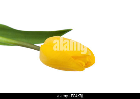 Tulipano giallo isolato su sfondo bianco. Foto Stock