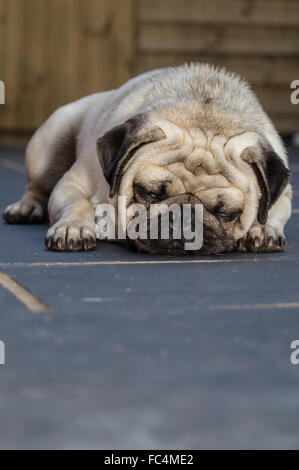Un Pug cane dormire su un pavimento di piastrelle Foto Stock