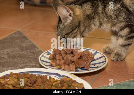 Gatto mangia alimento umido Foto Stock