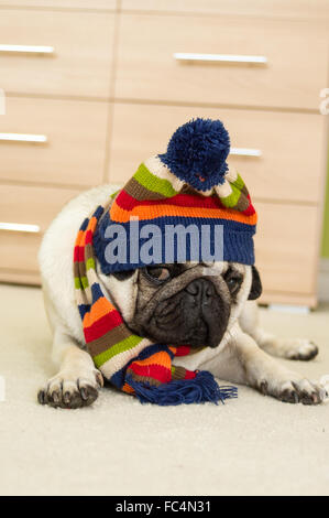 Un cane Pug indossando un cappello invernale e sciarpa Foto Stock