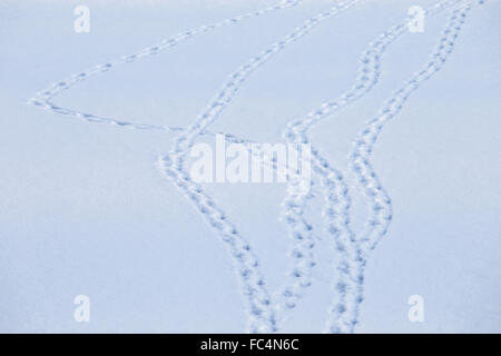 Tracce di uccelli nella neve Foto Stock