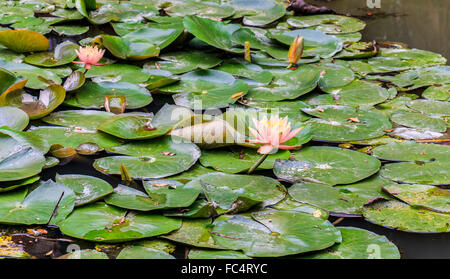 Fioritura di fiori di loto. Il fiore di loto è associato con la purezza e la bellezza nelle religioni del buddismo e induismo. Foto Stock