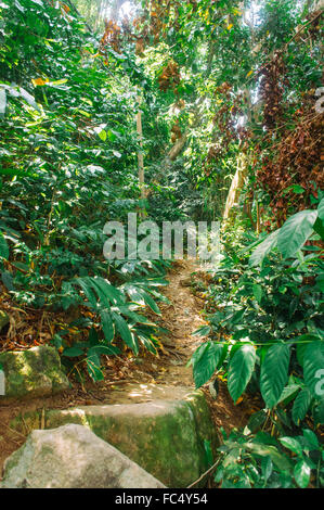 Foresta pluviale in malasysia Foto Stock