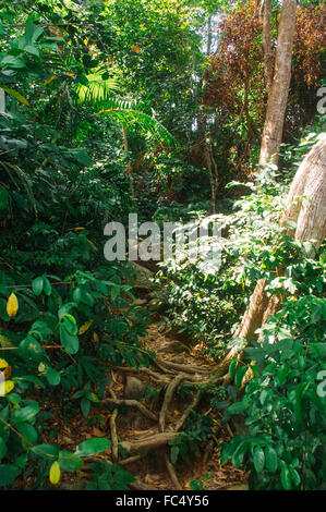 Foresta pluviale in malasysia Foto Stock