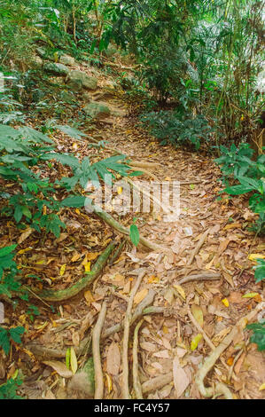 Foresta pluviale in malasysia Foto Stock