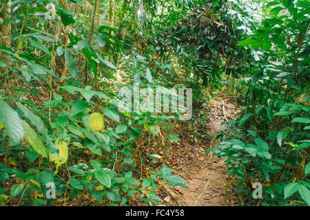 Foresta pluviale in malasysia Foto Stock